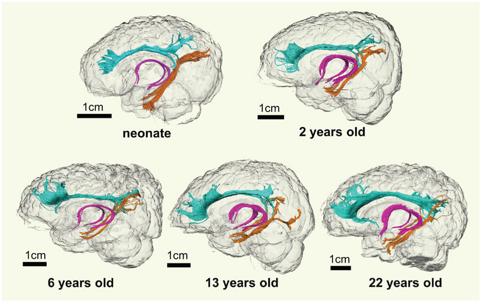 Mental development outlet during adolescence