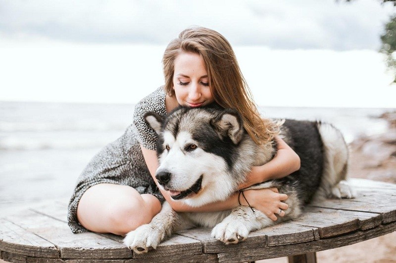 can a husky be a ptsd service dog