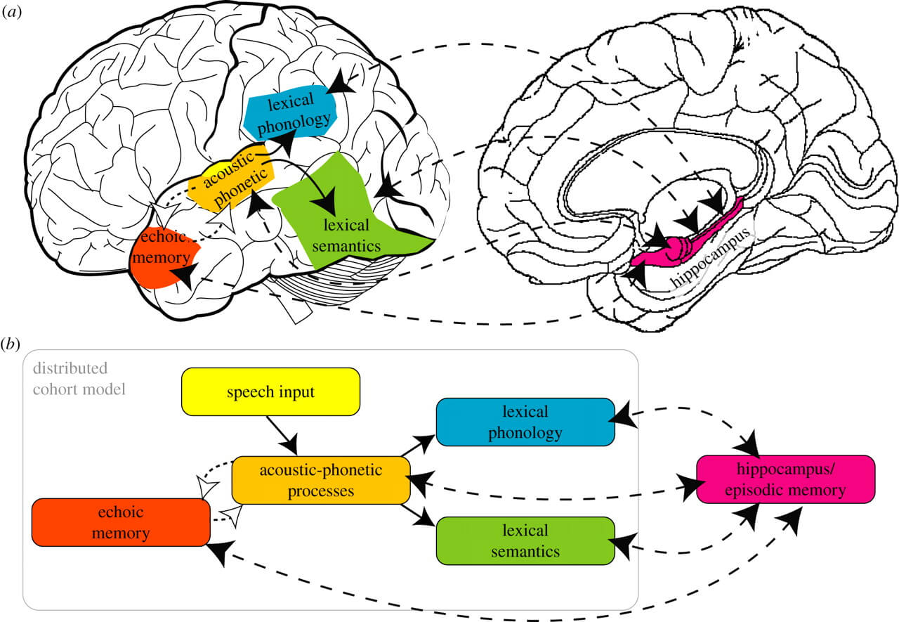 Echoic Memory And How It Works | Betterhelp