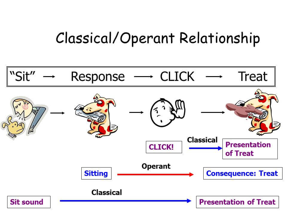 Operant Conditioning Examples