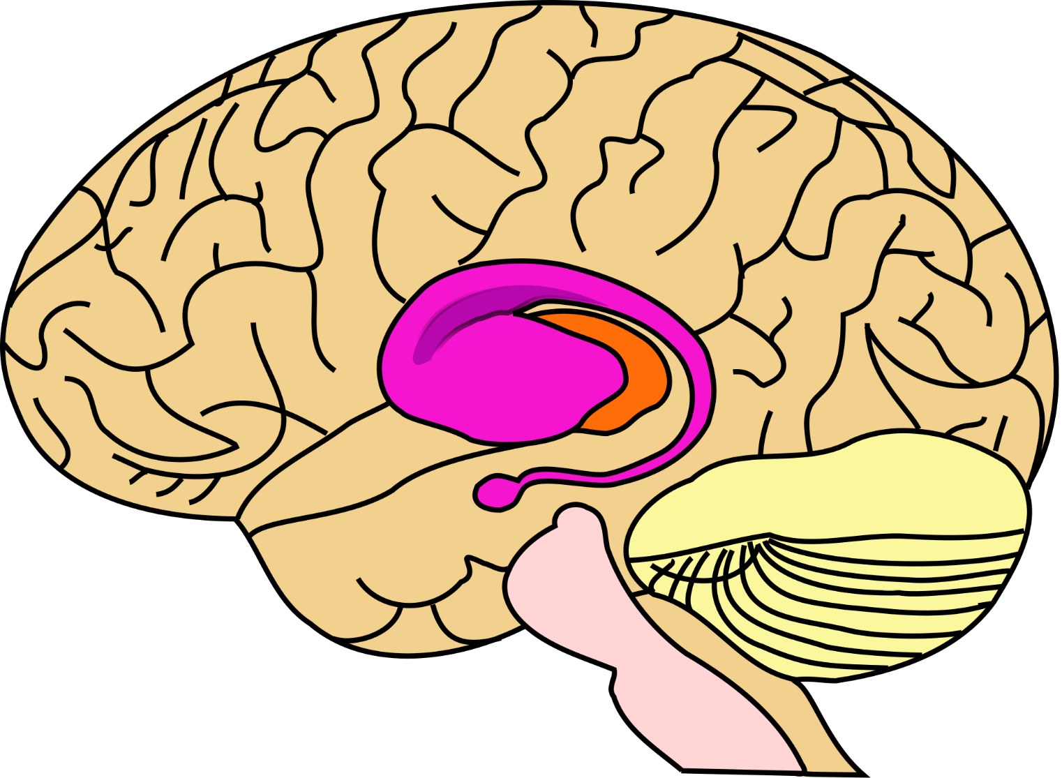 Huntington's Disease Cause: What Is It? | Betterhelp