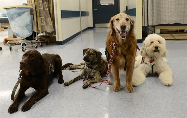 different types of therapy dogs
