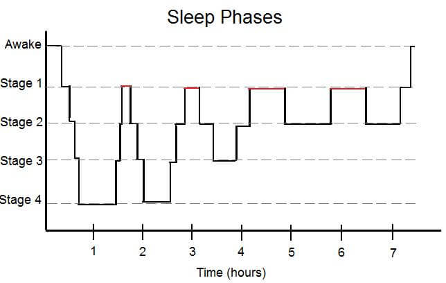 Sleep Cycle Stages Chart