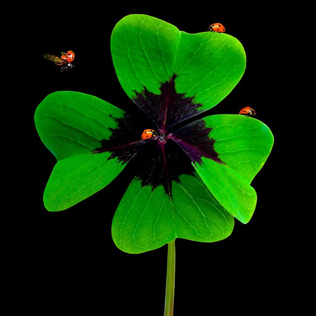 What Is Superstitious Behavior Can It Be A Problem Betterhelp