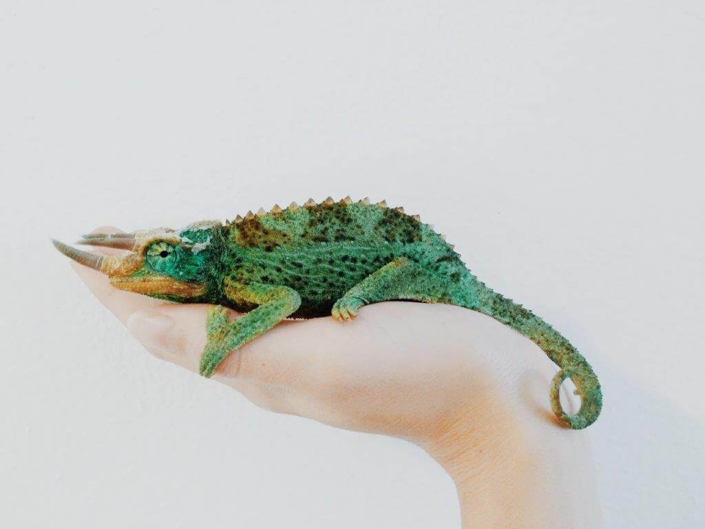 What Is The Chameleon Effect And Is It Real? | Betterhelp