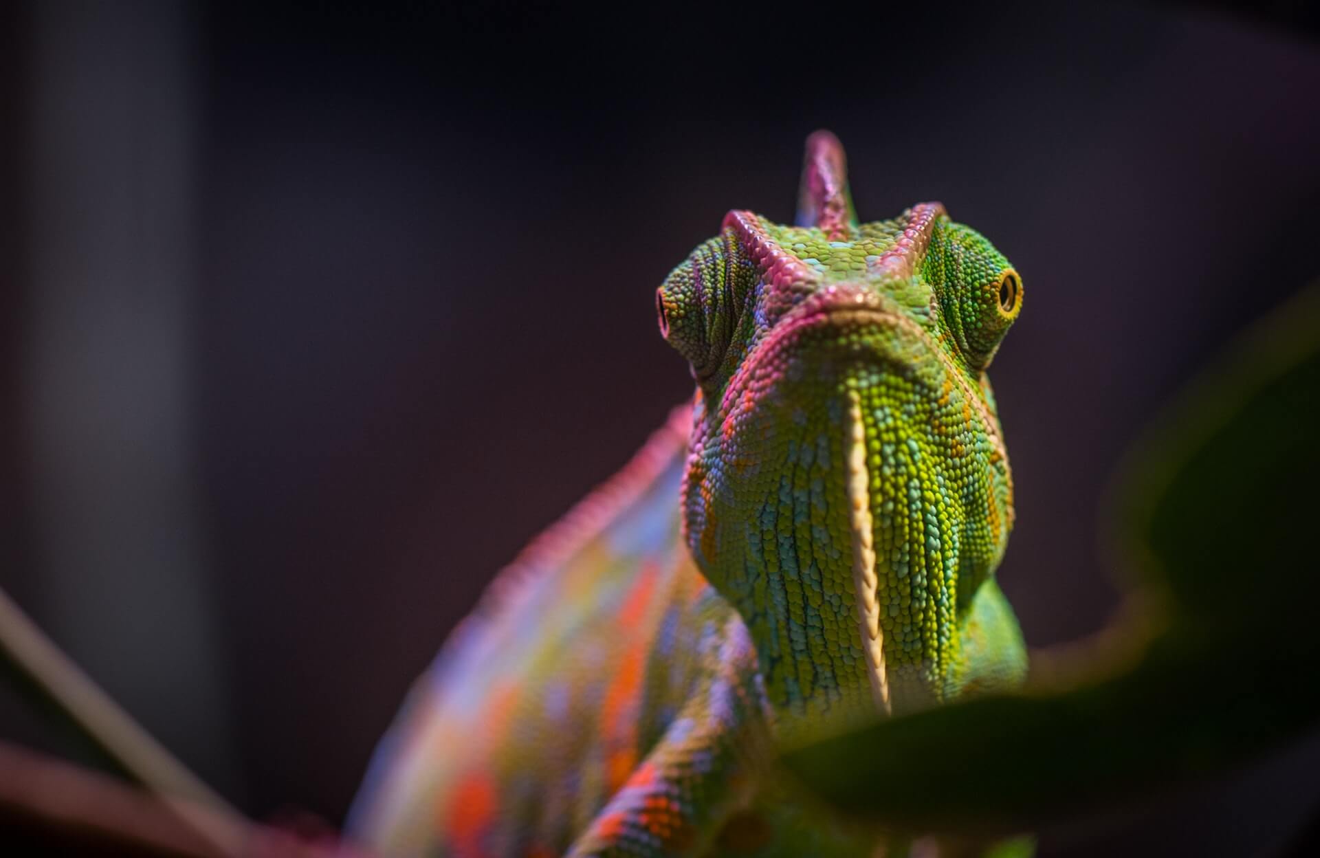 The Chameleon Effect by Joe Arden