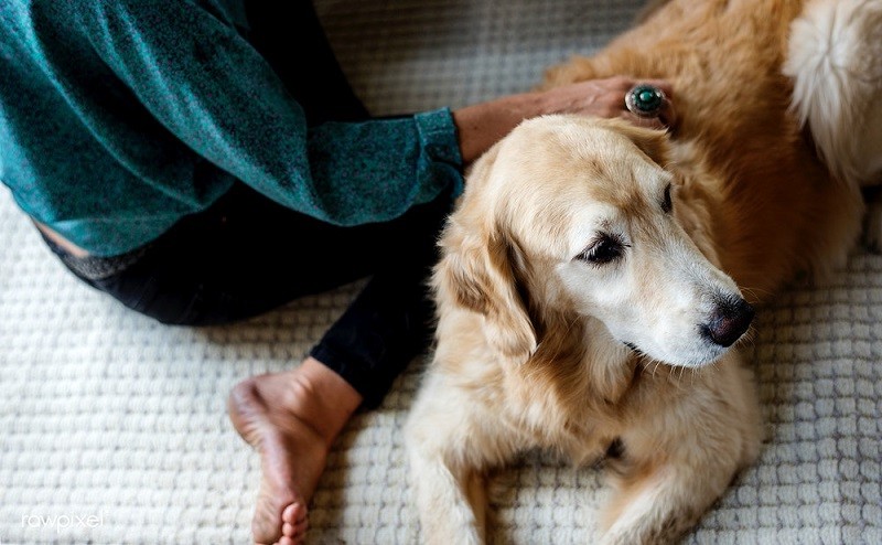 having a therapy dog