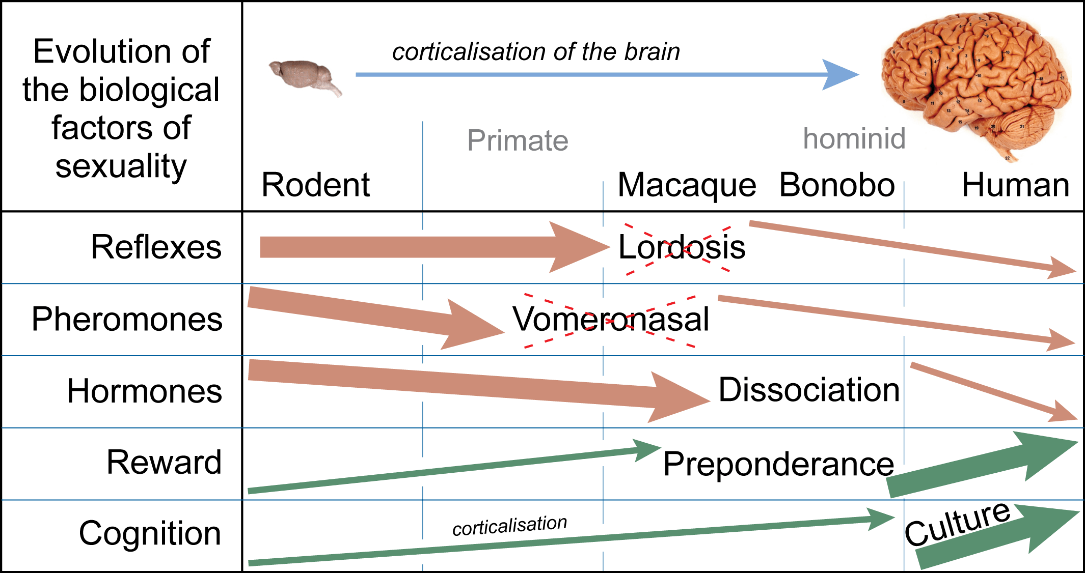 pheromones attraction science behind wikimedia source