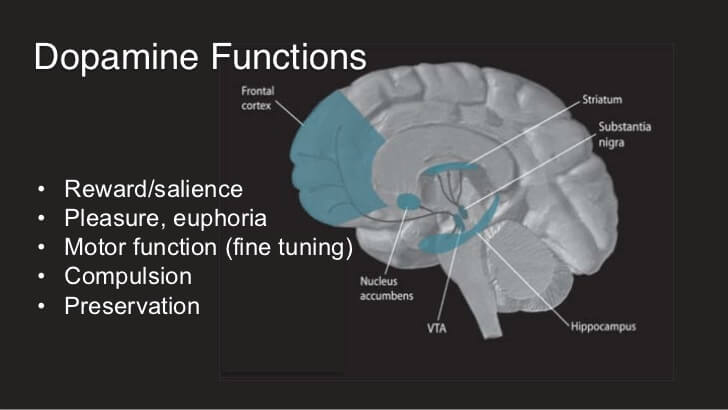 What Is Dopamine And How Does It Affect The Brain And The Body 