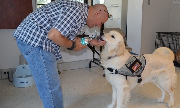 What Is Animal Therapy BetterHelp